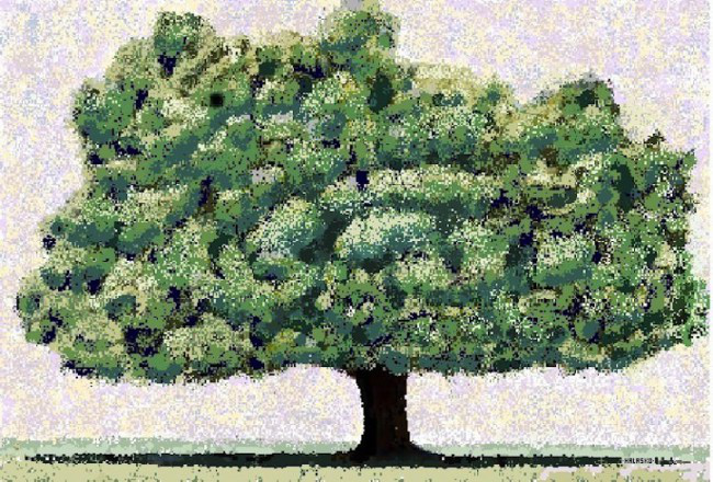 Alota Tree